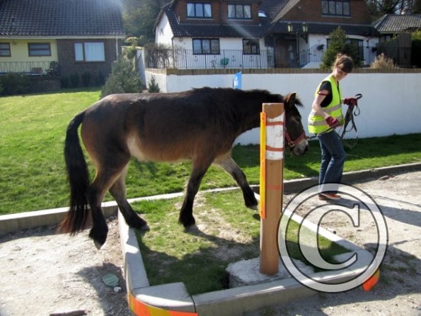 Appley amazing cross country pony (2)