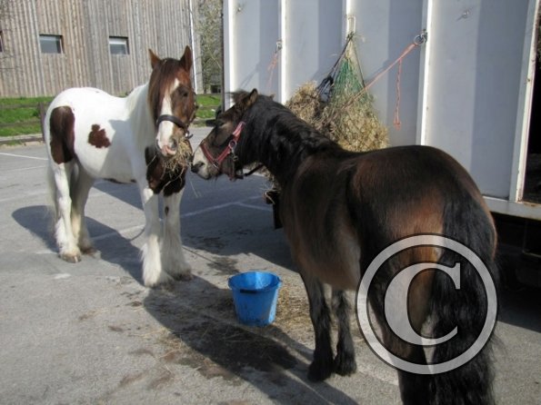 Gossiping ponies (2)