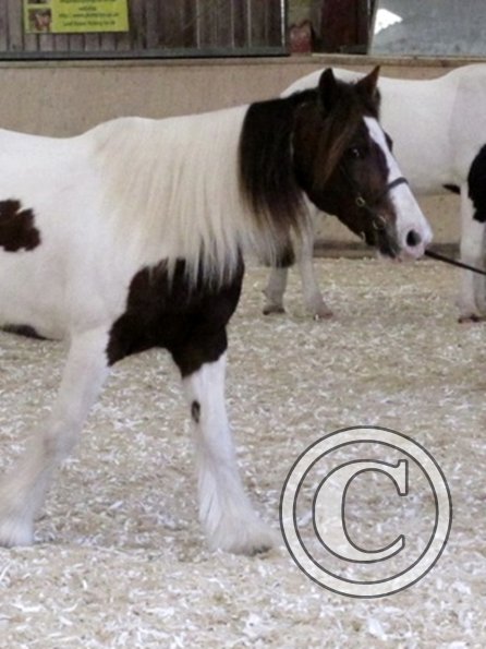 Lance and Anna in hand (7)