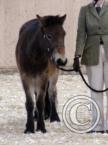 Mountain and Moorland (7)