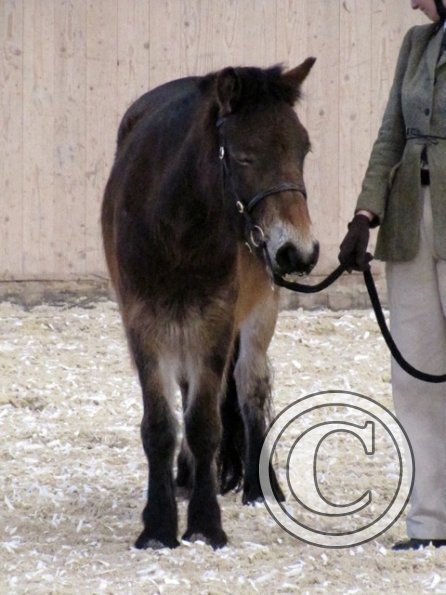 Mountain and Moorland (8)