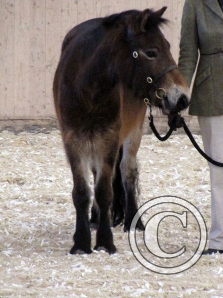 Mountain and Moorland (9)