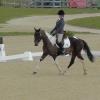 Winter dressage