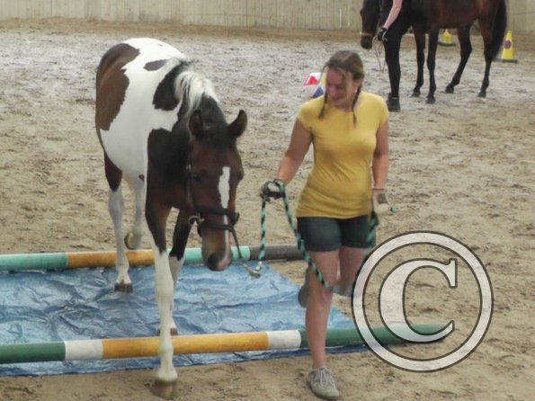 Horse Agility (12)