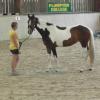 Horse Agility (13)