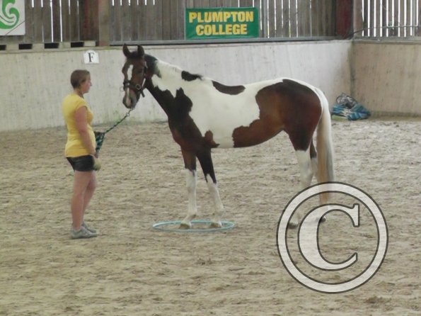 Horse Agility (13)