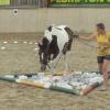 Horse Agility (14)