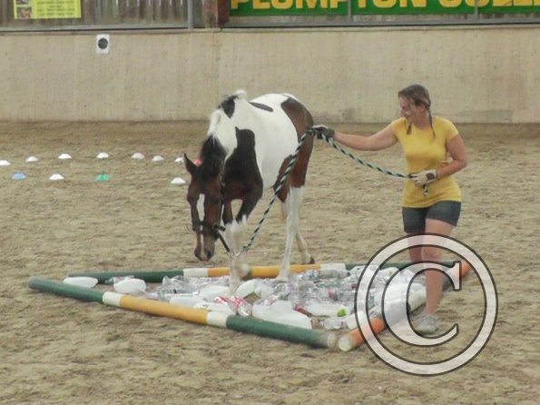 Horse Agility (14)