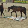 Horse Agility (17)