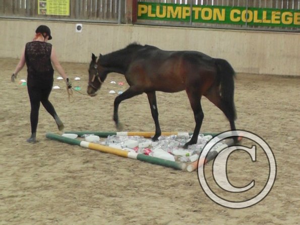 Horse Agility (17)