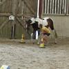 Horse Agility (21)