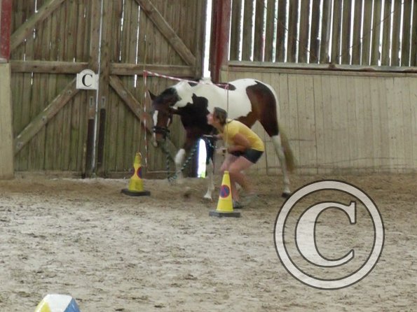 Horse Agility (21)