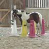 Horse Agility (25)