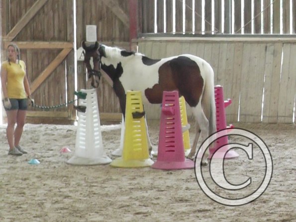 Horse Agility (25)
