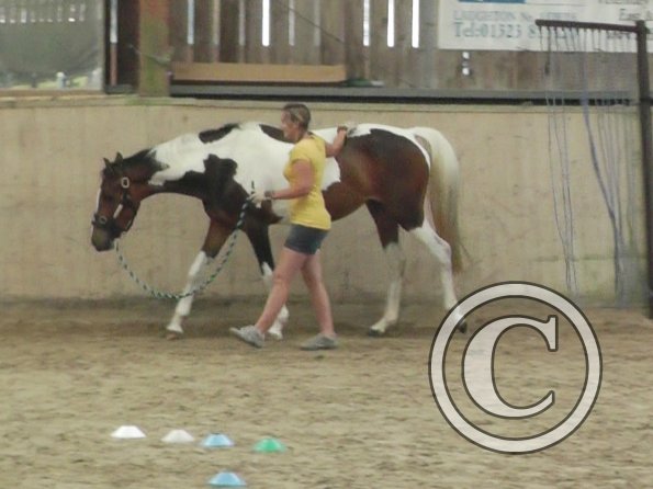 Horse Agility (26)
