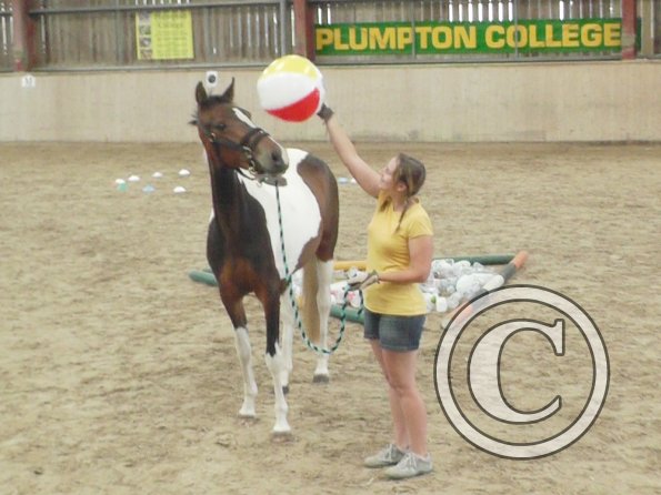 Horse Agility (30)