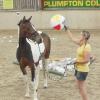 Horse Agility (31)