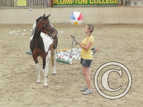 Horse Agility (33)