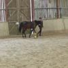 Horse Agility (34)