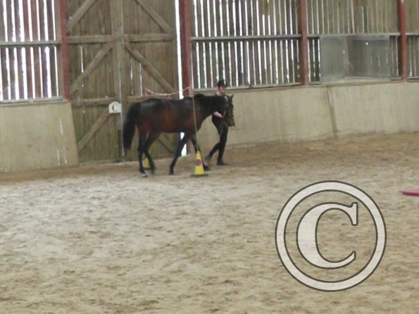 Horse Agility (34)