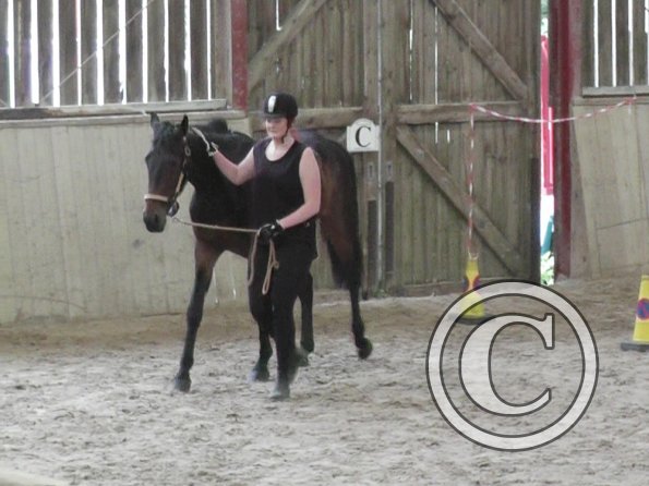 Horse Agility (37)