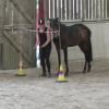 Horse Agility (38)