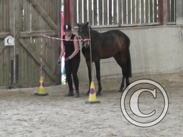Horse Agility (38)