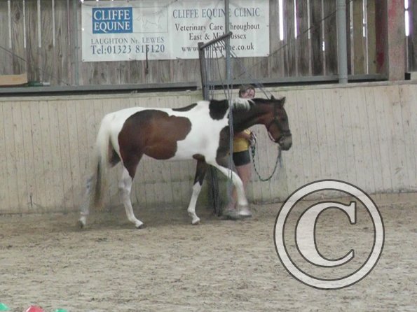 Horse Agility (39)