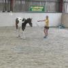 Horse Agility (42)