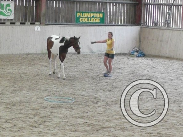 Horse Agility (42)