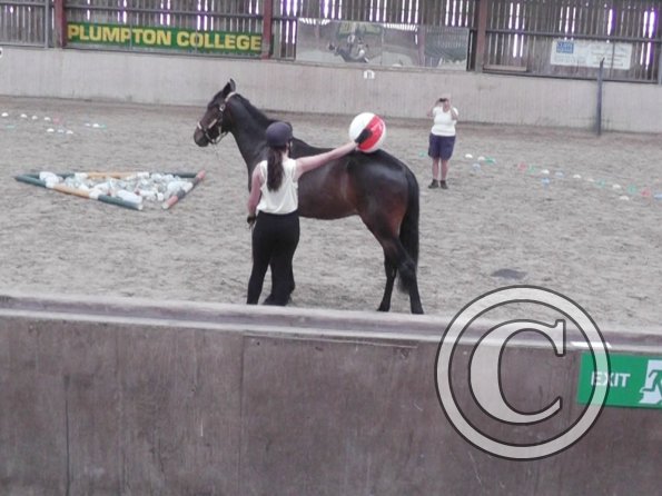 Horse Agility (43)