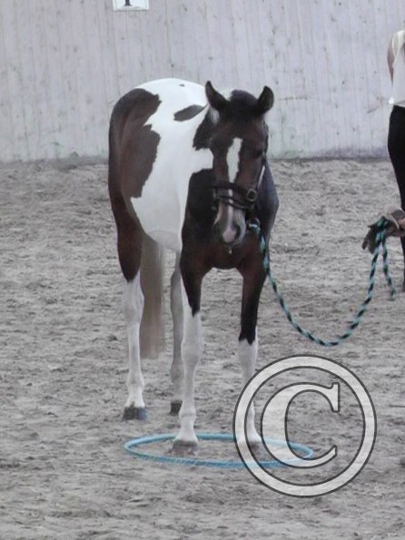 Horse Agility (47)