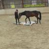 Horse Agility (5)
