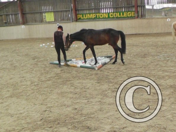 Horse Agility (5)