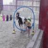 Horse Agility (51)
