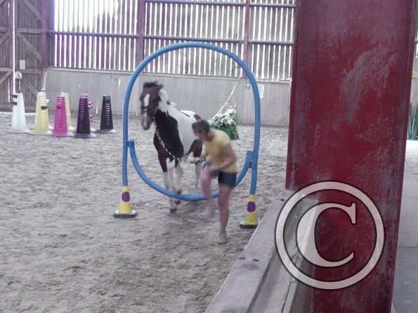 Horse Agility (51)