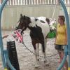 Horse Agility (52)