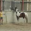 Horse Agility (7)