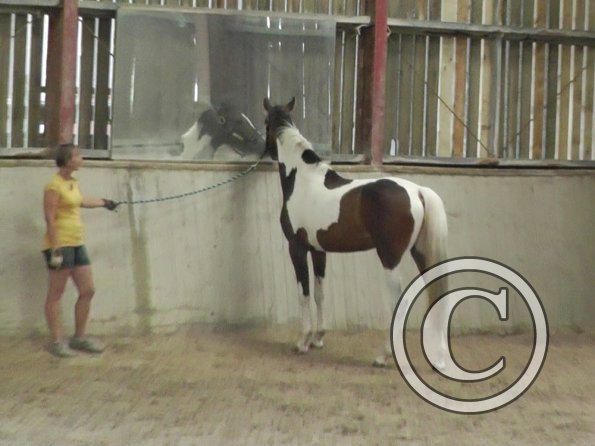 Horse Agility (7)
