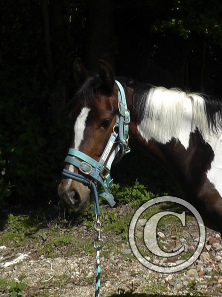 06-08-2013_100726(1)