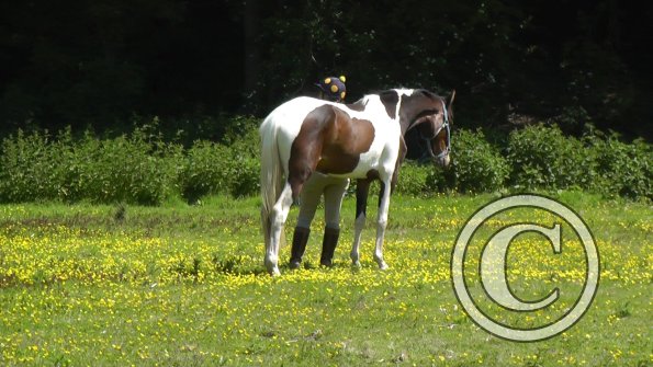 06-08-2013_112629(2)