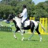 JD dressage (10)