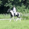 JD dressage (2)