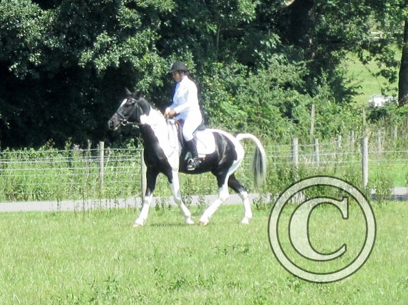 JD dressage (2)