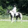 JD dressage (3)