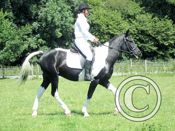 JD dressage (4)