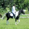 JD dressage (5)