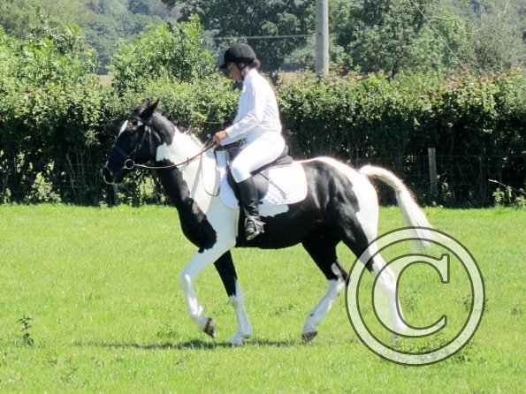 JD dressage (7)