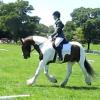 Lance dressage (12)