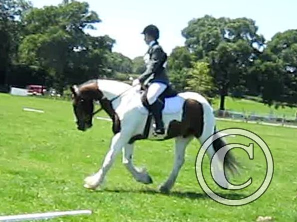 Lance dressage (12)
